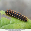 zerynthia caucasica larva5e